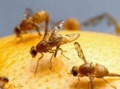 The ejaculation of male fruit flies